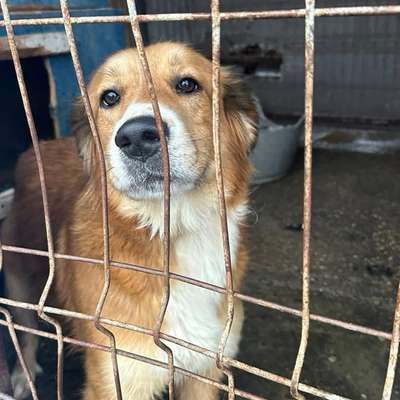 Tierschutzhunde suchen ein Zuhause-Beitrag-Bild