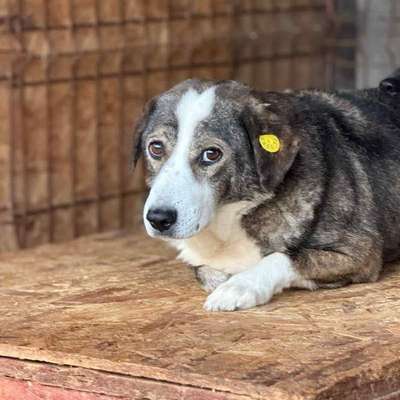Tierschutzhunde suchen ein Zuhause-Beitrag-Bild