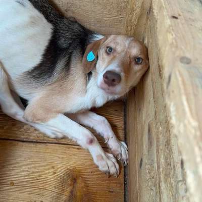Tierschutzhunde suchen ein Zuhause-Beitrag-Bild