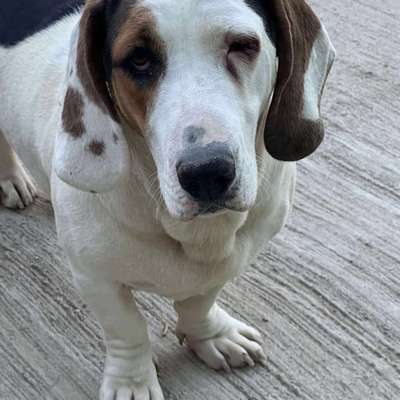 Tierschutzhunde suchen ein Zuhause-Beitrag-Bild