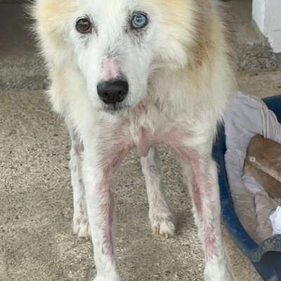 Tierschutzhunde suchen ein Zuhause-Beitrag-Bild