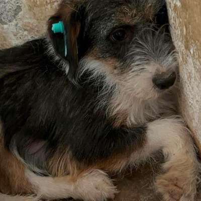 Tierschutzhunde suchen ein Zuhause-Beitrag-Bild