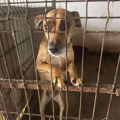 Tierschutzhunde suchen ein Zuhause-Beitrag-Bild