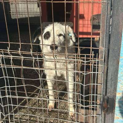 Tierschutzhunde suchen ein Zuhause-Beitrag-Bild