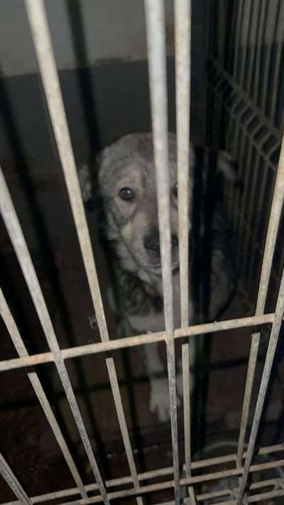 Tierschutzhunde suchen ein Zuhause-Beitrag-Bild