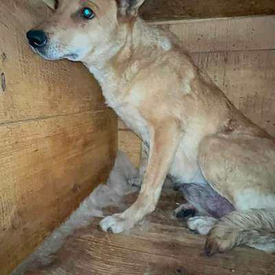 Tierschutzhunde suchen ein Zuhause-Beitrag-Bild