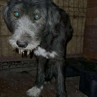 Tierschutzhunde suchen ein Zuhause-Beitrag-Bild