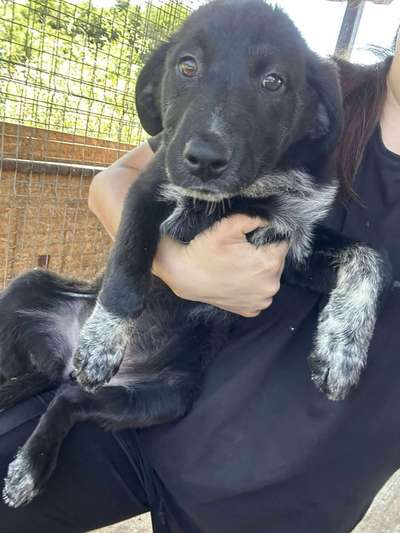 Tierschutzhunde suchen ein Zuhause-Beitrag-Bild