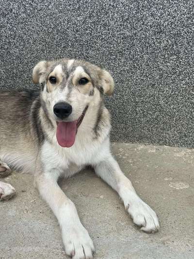 Tierschutzhunde suchen ein Zuhause-Beitrag-Bild