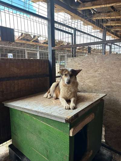Tierschutzhunde suchen ein Zuhause-Beitrag-Bild