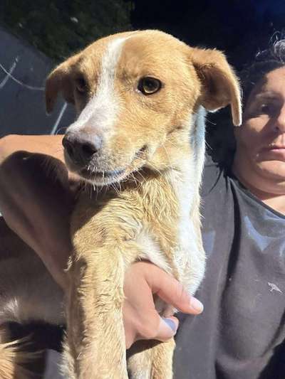 Tierschutzhunde suchen ein Zuhause-Beitrag-Bild