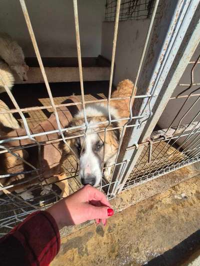 Tierschutzhunde suchen ein Zuhause-Beitrag-Bild