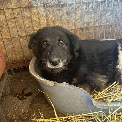 Tierschutzhunde suchen ein Zuhause-Beitrag-Bild