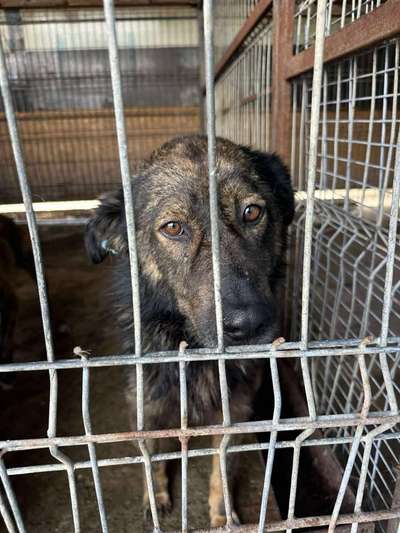 Tierschutzhunde suchen ein Zuhause-Beitrag-Bild