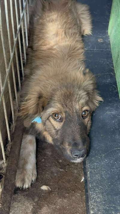 Tierschutzhunde suchen ein Zuhause-Beitrag-Bild