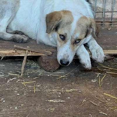 Tierschutzhunde suchen ein Zuhause-Beitrag-Bild