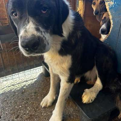 Tierschutzhunde suchen ein Zuhause-Beitrag-Bild