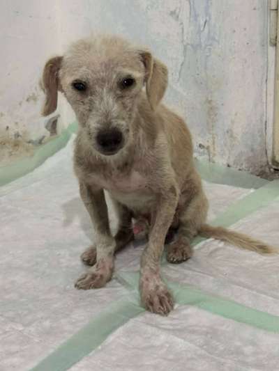 Tierschutzhunde suchen ein Zuhause-Beitrag-Bild