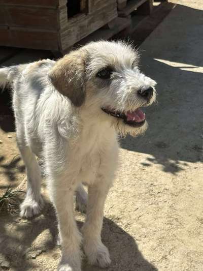 Tierschutzhunde suchen ein Zuhause-Beitrag-Bild