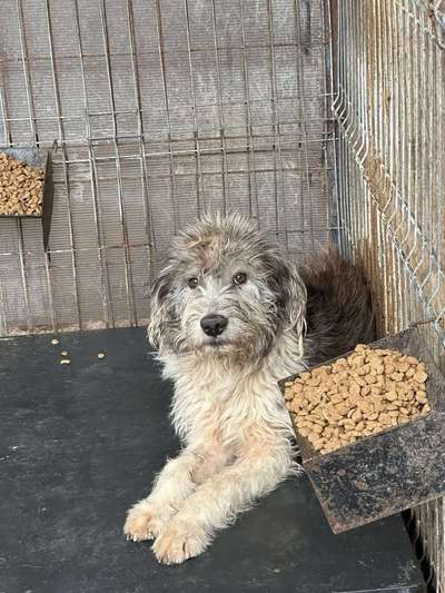 Tierschutzhunde suchen ein Zuhause-Beitrag-Bild