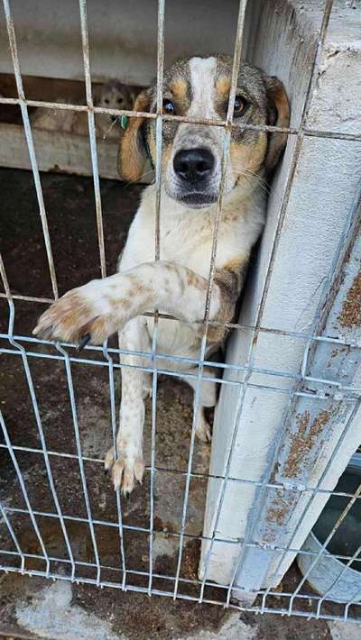 Tierschutzhunde suchen ein Zuhause-Beitrag-Bild