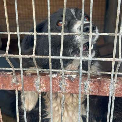 Tierschutzhunde suchen ein Zuhause-Beitrag-Bild
