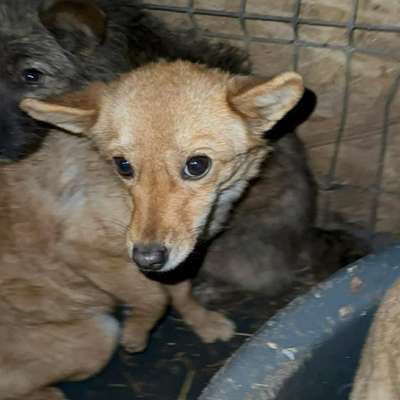 Tierschutzhunde suchen ein Zuhause-Beitrag-Bild