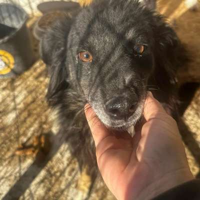 Tierschutzhunde suchen ein Zuhause-Beitrag-Bild