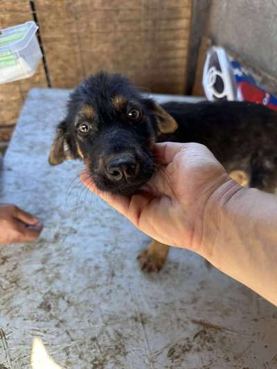 Tierschutzhunde suchen ein Zuhause-Beitrag-Bild