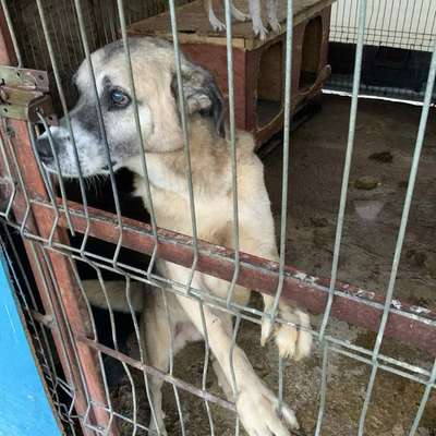 Tierschutzhunde suchen ein Zuhause-Beitrag-Bild