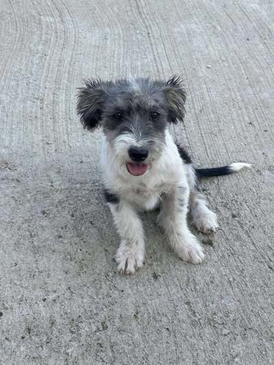 Tierschutzhunde suchen ein Zuhause-Beitrag-Bild