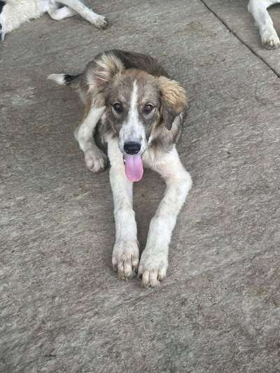 Tierschutzhunde suchen ein Zuhause-Beitrag-Bild