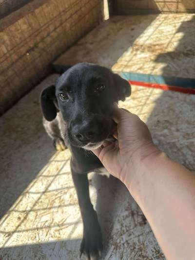 Tierschutzhunde suchen ein Zuhause-Beitrag-Bild