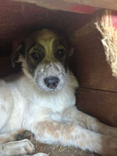 Tierschutzhunde suchen ein Zuhause-Beitrag-Bild