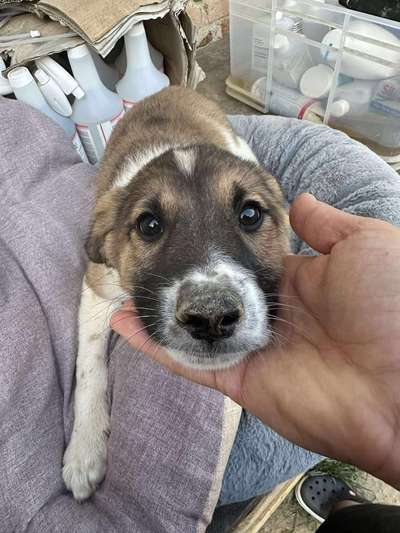 Tierschutzhunde suchen ein Zuhause-Beitrag-Bild