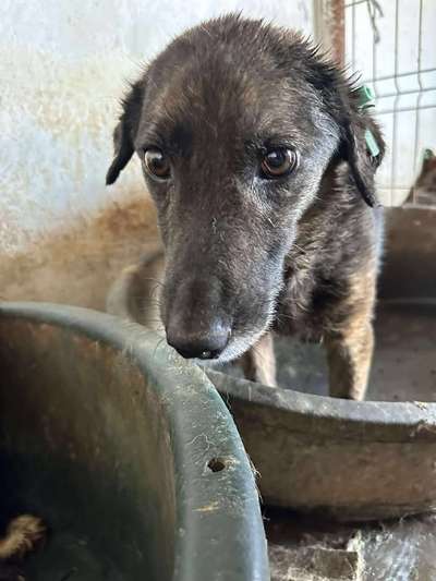 Tierschutzhunde suchen ein Zuhause-Beitrag-Bild