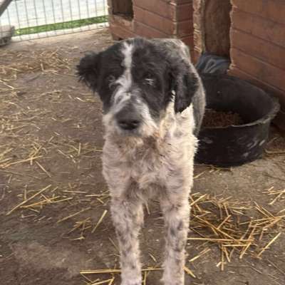 Tierschutzhunde suchen ein Zuhause-Beitrag-Bild