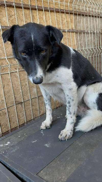 Tierschutzhunde suchen ein Zuhause-Beitrag-Bild
