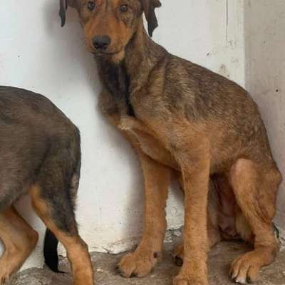 Tierschutzhunde suchen ein Zuhause-Beitrag-Bild