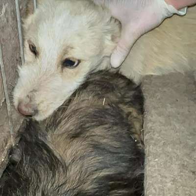 Tierschutzhunde suchen ein Zuhause-Beitrag-Bild