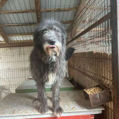 Tierschutzhunde suchen ein Zuhause-Beitrag-Bild