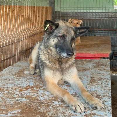 Tierschutzhunde suchen ein Zuhause-Beitrag-Bild