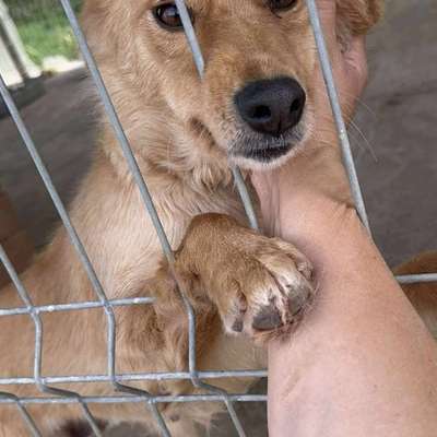 Tierschutzhunde suchen ein Zuhause-Beitrag-Bild