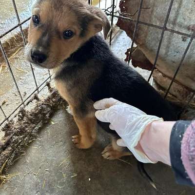 Tierschutzhunde suchen ein Zuhause-Beitrag-Bild