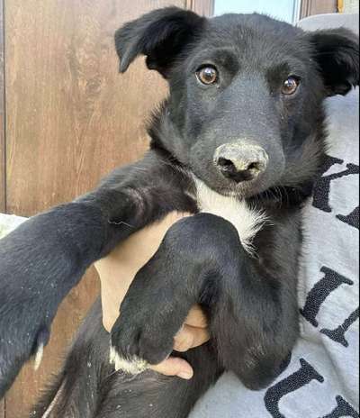 Tierschutzhunde suchen ein Zuhause-Beitrag-Bild