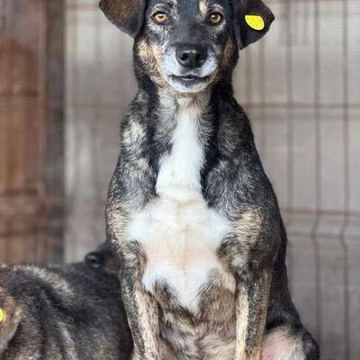 Tierschutzhunde suchen ein Zuhause-Beitrag-Bild