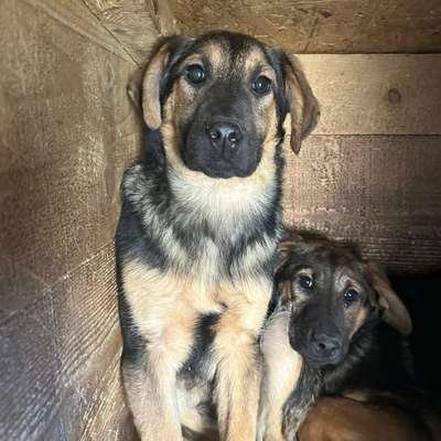 Tierschutzhunde suchen ein Zuhause-Beitrag-Bild