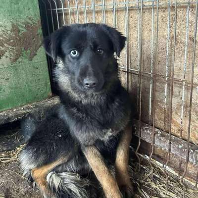 Tierschutzhunde suchen ein Zuhause-Beitrag-Bild