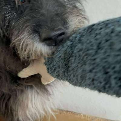 Tierschutzhunde suchen ein Zuhause-Beitrag-Bild