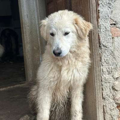 Tierschutzhunde suchen ein Zuhause-Beitrag-Bild